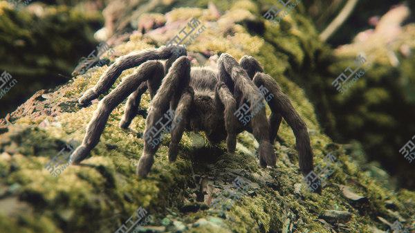 images/goods_img/20210312/3D Tarantula/4.jpg